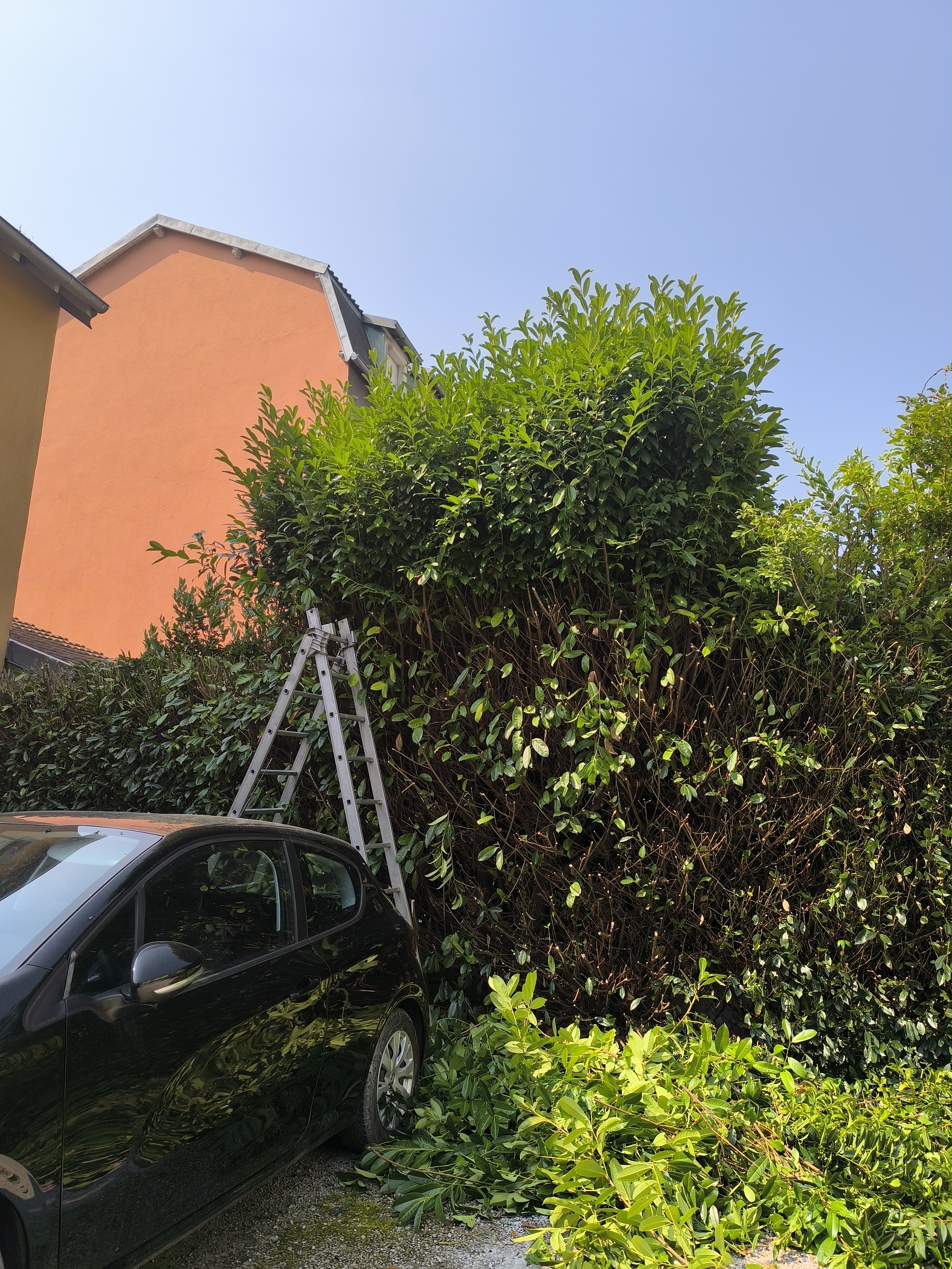 Réalisation d'une taille de haie de prunus avant/après